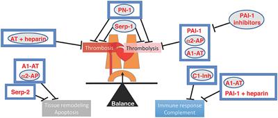 Editorial: The Serpin Family in the Cardiovascular System